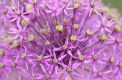 image of Allium aflatunenense