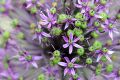 image of Allium aflatunenense