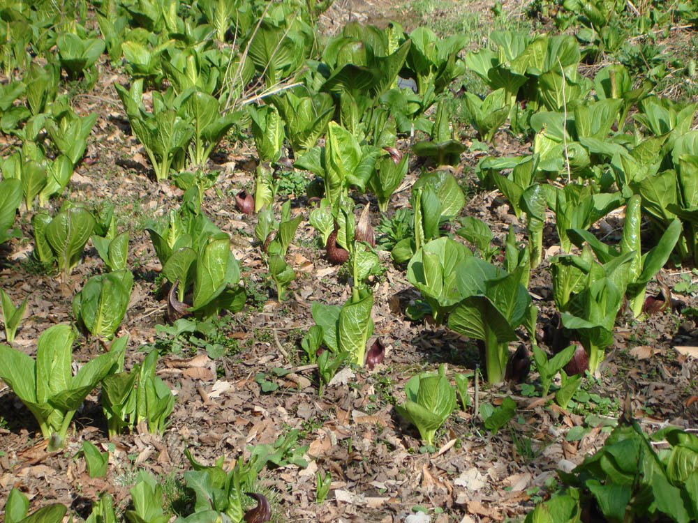 Araceae Symplocarpus foetidus