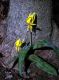 image of Erythronium americanum