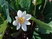 image of Sanguinaria canadensis
