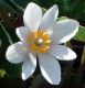 image of Sanguinaria canadensis