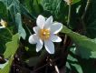 image of Sanguinaria canadensis