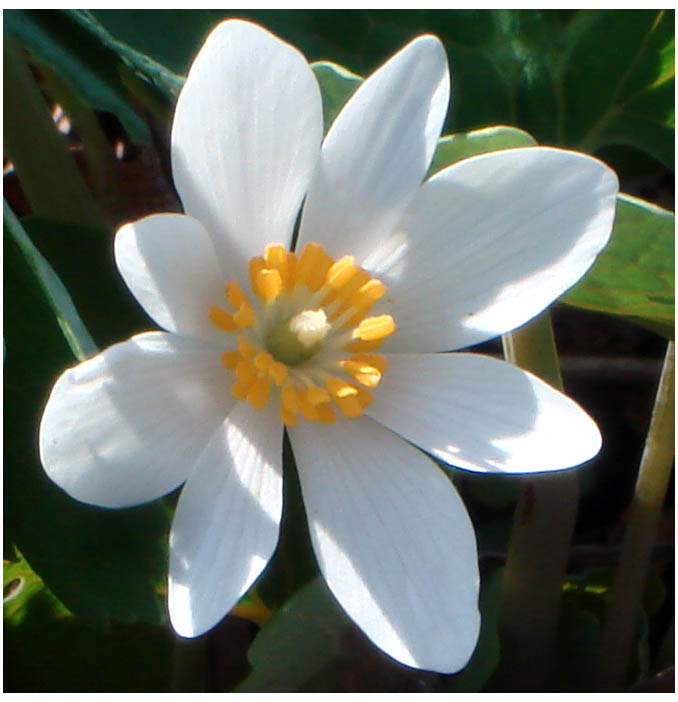 Papaveraceae Sanguinaria canadensis