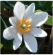 image of Sanguinaria canadensis