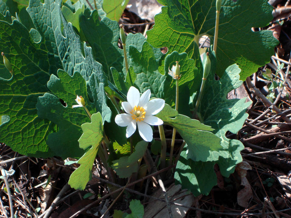 Papaveraceae Sanguinaria canadensis