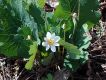 image of Sanguinaria canadensis