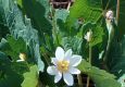 image of Sanguinaria canadensis