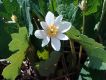 image of Sanguinaria canadensis