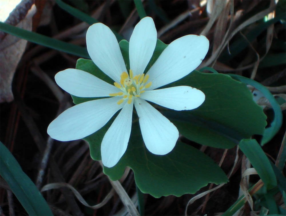 Papaveraceae Sanguinaria canadensis