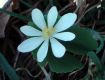 image of Sanguinaria canadensis