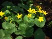 image of Caltha palustris