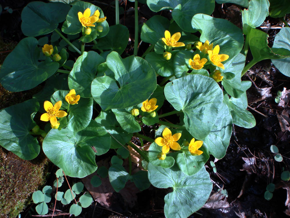 Ranunculaceae Caltha palustris