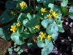 image of Caltha palustris