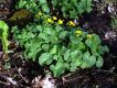 image of Caltha palustris