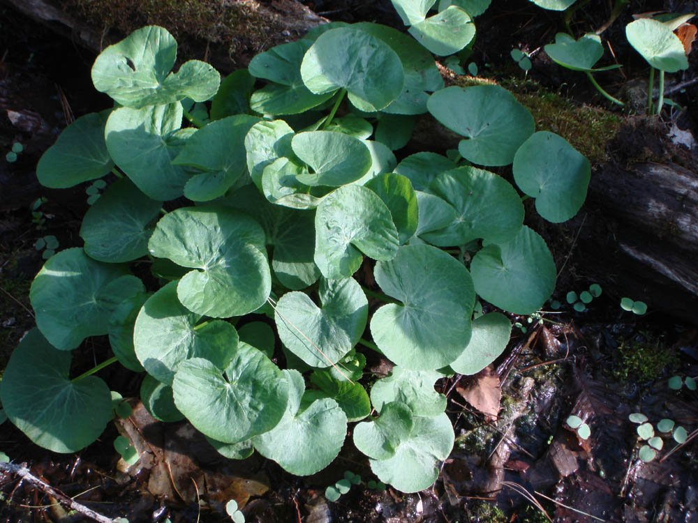 Ranunculaceae Caltha palustris