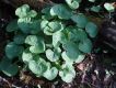 image of Caltha palustris