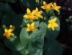 image of Caltha palustris