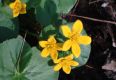 image of Caltha palustris