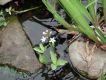 image of Menyanthes trifoliata