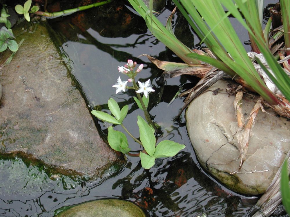 Menyanthaceae Menyanthes trifoliata