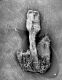 image of Machilus salicina