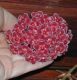 image of Hoya pubicalyx