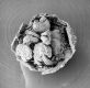 image of Tylerianthus crossmanensis