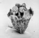image of Tylerianthus crossmanensis