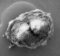 image of Tylerianthus crossmanensis