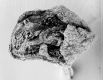 image of Tylerianthus crossmanensis