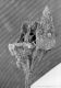 image of Tylerianthus crossmanensis