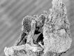 image of Tylerianthus crossmanensis