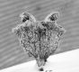image of Tylerianthus crossmanensis