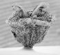 image of Tylerianthus crossmanensis