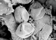 image of Tylerianthus crossmanensis