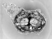 image of Tylerianthus crossmanensis
