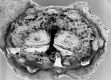 image of Tylerianthus crossmanensis