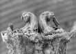 image of Tylerianthus crossmanensis