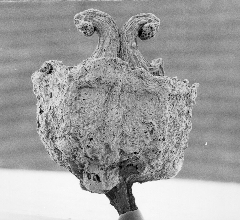 Hydrangeaceae Tylerianthus crossmanensis