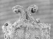 image of Tylerianthus crossmanensis