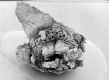 image of Tylerianthus crossmanensis