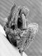 image of Tylerianthus crossmanensis