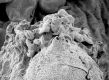 image of Tylerianthus crossmanensis