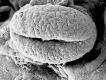 image of Tylerianthus crossmanensis