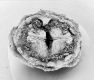 image of Tylerianthus crossmanensis