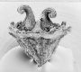 image of Tylerianthus crossmanensis