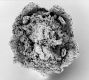 image of Tylerianthus crossmanensis