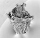 image of Tylerianthus crossmanensis