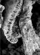 image of Tylerianthus crossmanensis